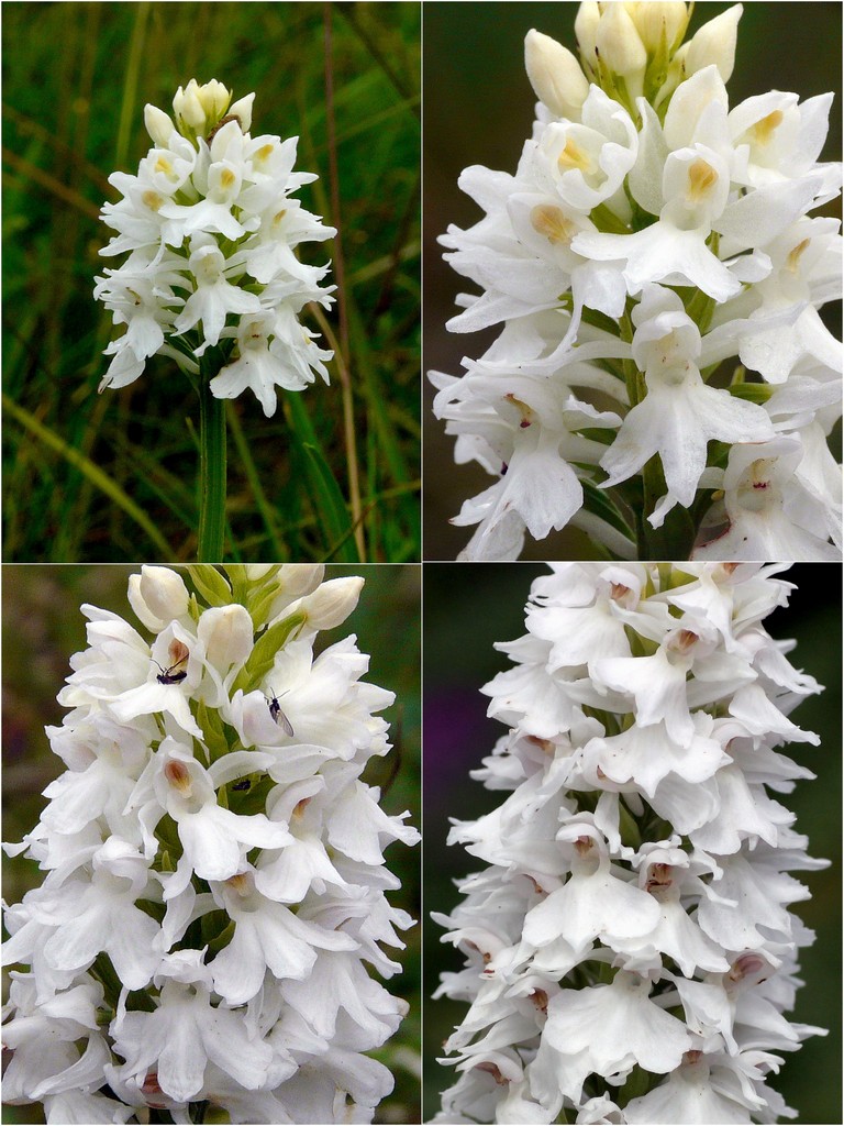 Orchidee d''Irlanda